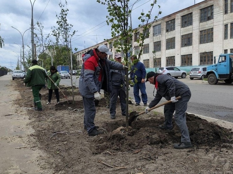 В Тамбове на Моршанском шоссе высадили 60 молодых деревьев
