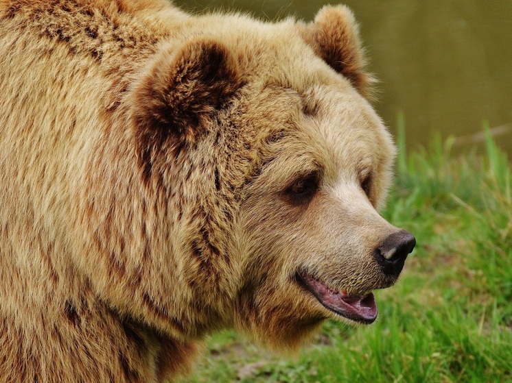 В Углегорске заметили молодого медведя