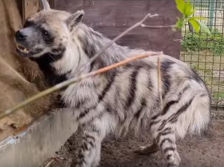 В Ярославском зоопарке появился новый зверь