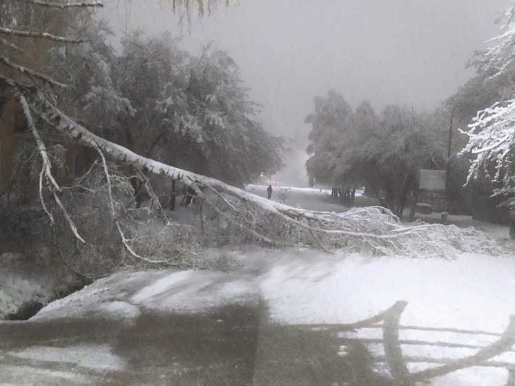 В Ревде снегопад повалил деревья и оставил часть города без электричества