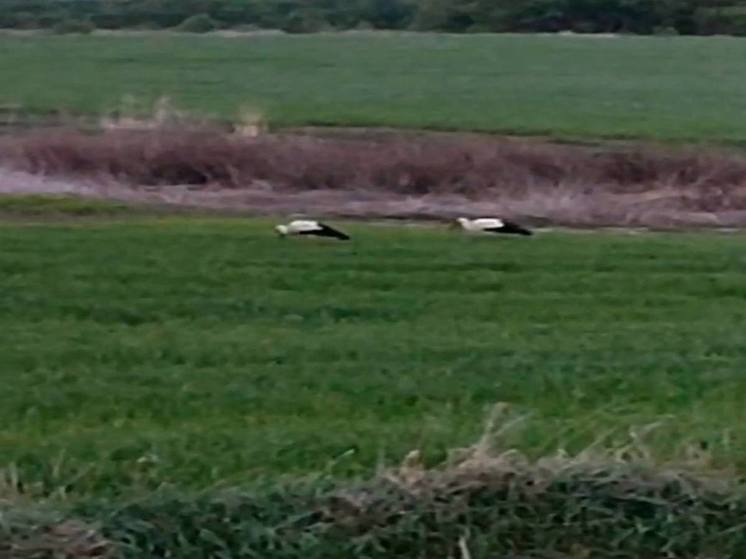 Двух аистов заметили на зеленых полянах Белинского района