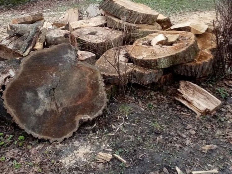 Калининградцам предложили забрать дрова из парков города