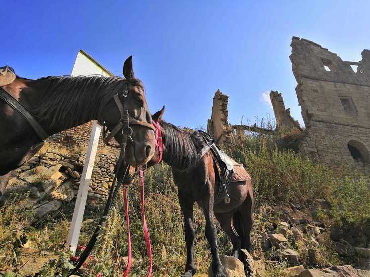 В Новгородской области стрелок тяжело ранил трех лошадей