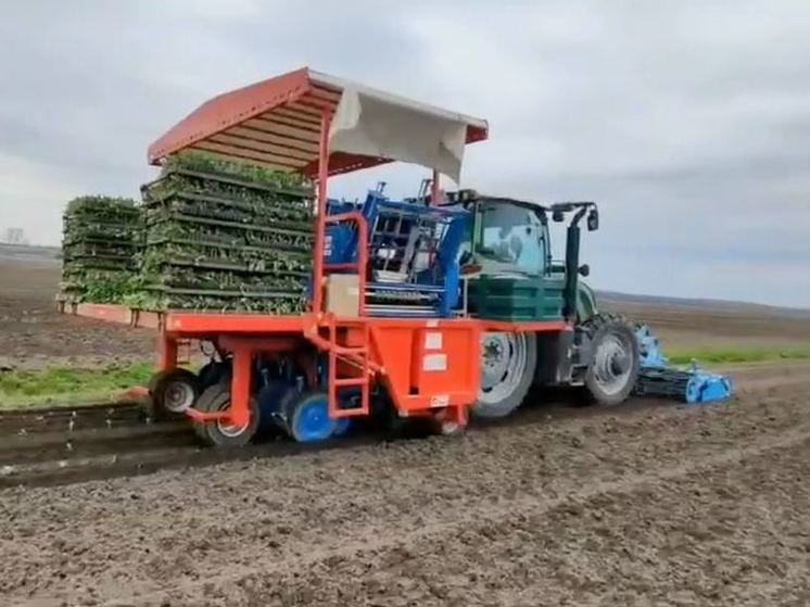 В хозяйстве «Приневское» высаживают капусту: попробуем ее в середине июля