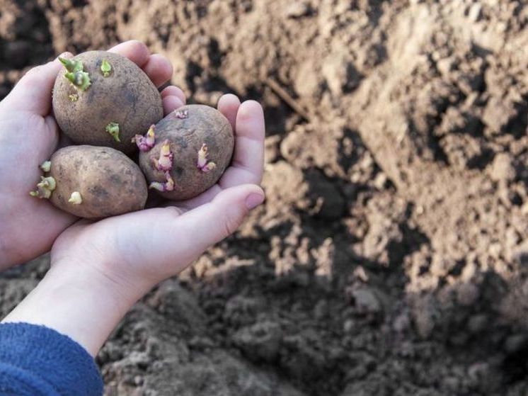 МЧС Башкирии рекомендовало отложить посадку картошки