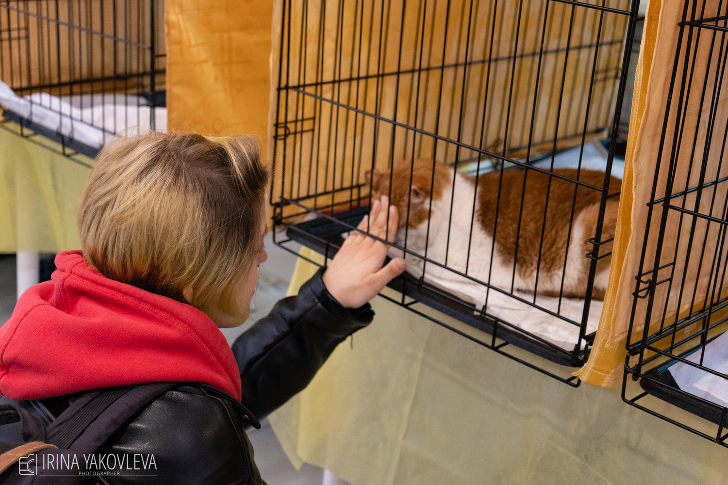Теплые коты ищут дом в Петрозаводске
