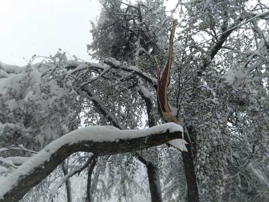 Снегопад оставил Ревду без электроснабжения, сотовой связи и уронил сотни деревьев