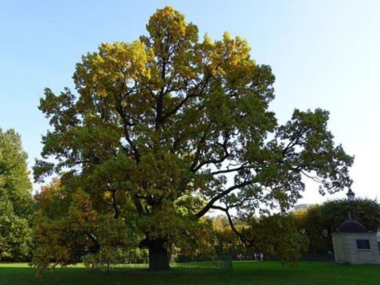 Жители Ленобласти могут поддержать наш дуб в конкурсе «Российское дерево года — 2024»