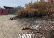 В Чите за 4 мая на Черновских и в поселке Энергетиков поймали 17 бездомных собак