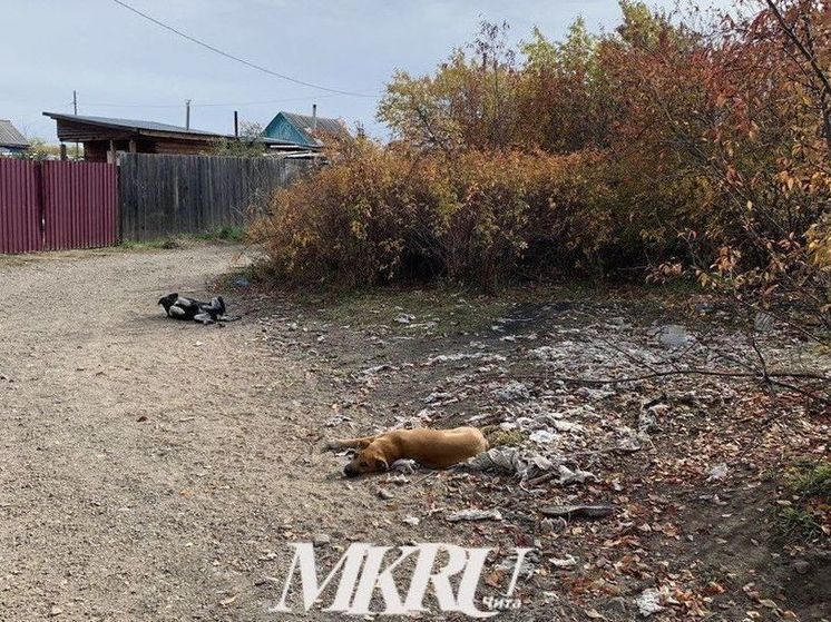 17 собак поймали на Черновских и ГРЭСе в Чите