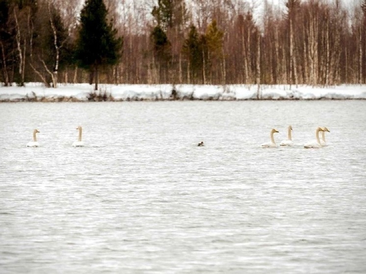 Озеро в Ноябрьске облюбовали лебеди