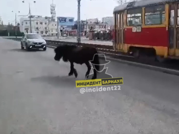 Сбежавшего пони заметили в центре Барнаула