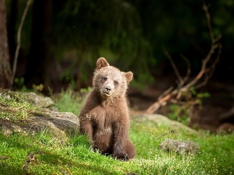 В Ярославской области самостоятельно гуляет медвежонок