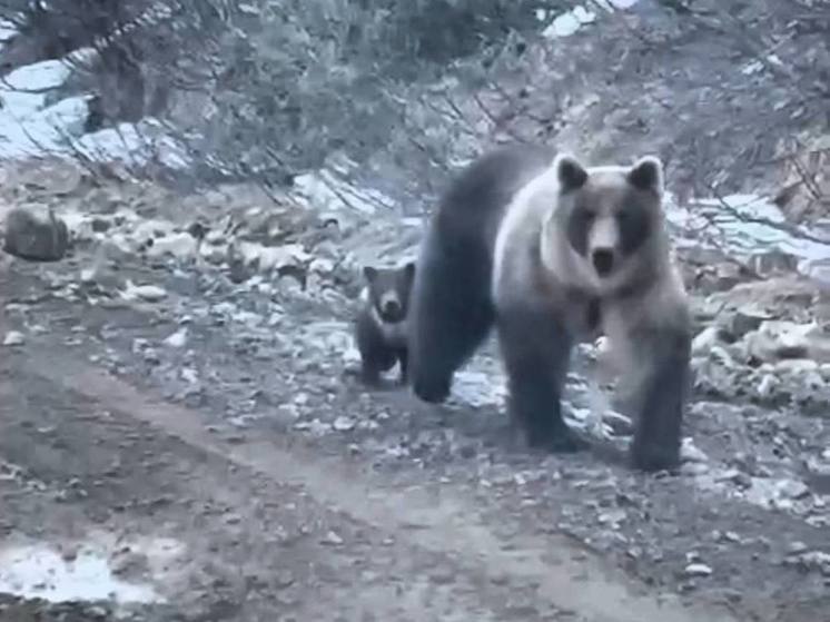 На дорогах Итурупа заметили медведей