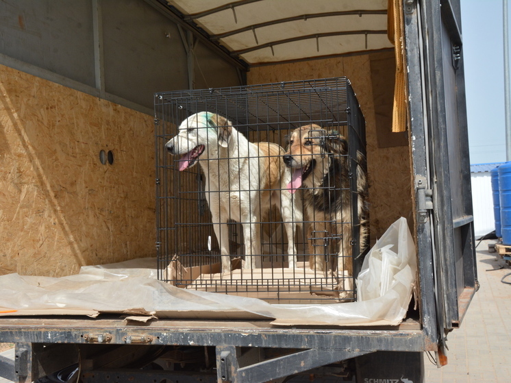 Астраханские бездомные собаки обретают дом в разных уголках России