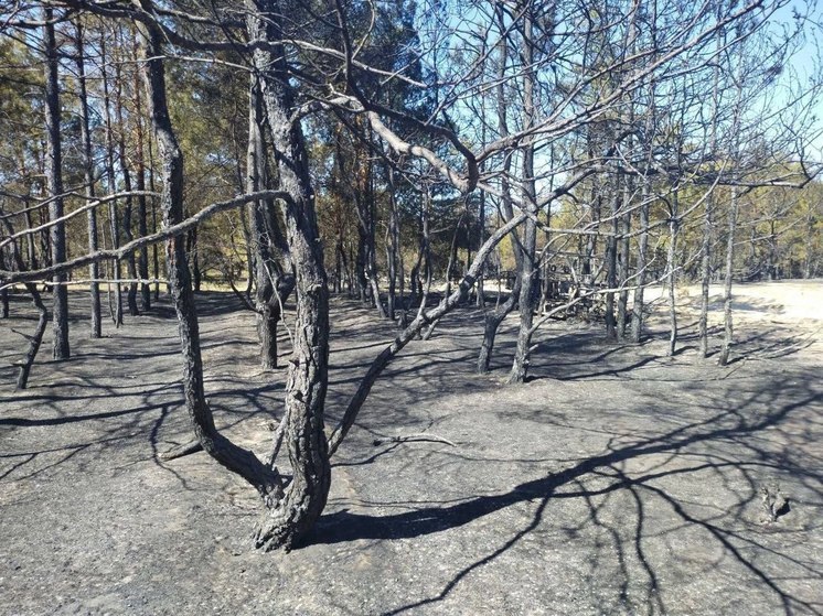 ВСУ обстреляли Голопристанский лесхоз зажигательными снарядами