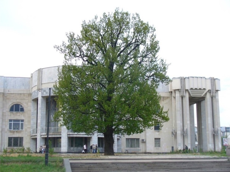 Столетний дуб у костромской филармонии претендует на звание «Российского дерева года»