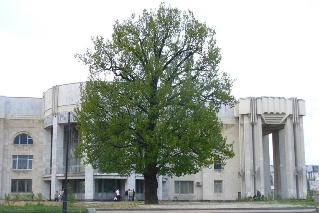 Столетний дуб у костромской филармонии претендует на звание «Российского дерева года»