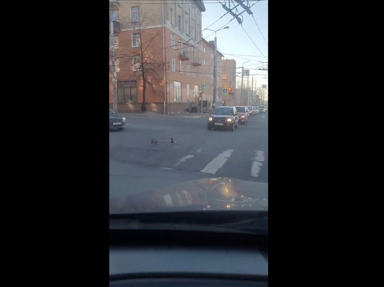 Утки в Петрозаводске переходят дороги, соблюдая ПДД