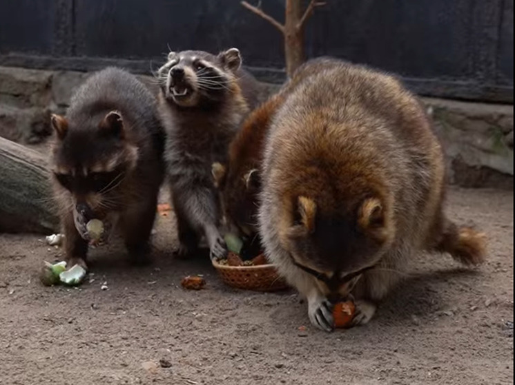 Енотов в Новосибирском зоопарке накормили пасхальными угощениями
