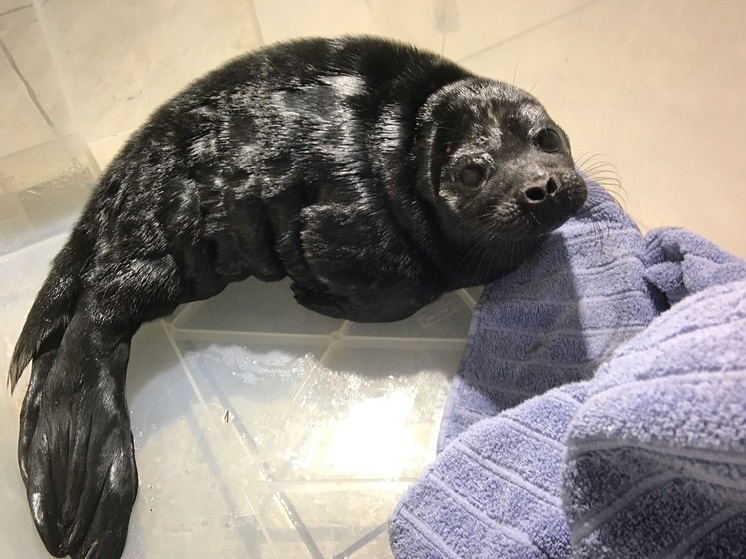 Жители Ленобласти спасли четырех тюленят за три дня