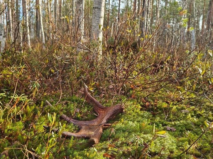 Биолог Павел Глазков рассказал жителям Ленобласти, как найти рога в лесу
