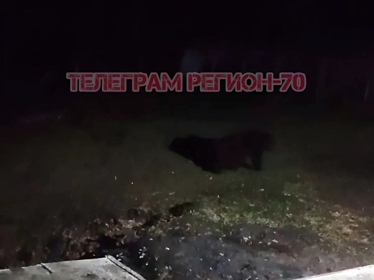 Охотовед прокомментировал инцидент с появлением медведей в селе под Томском