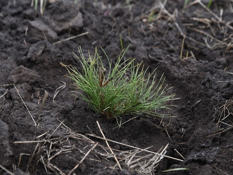 С начала года леса Волгоградской области пополнились 6,2 млн новых деревьев