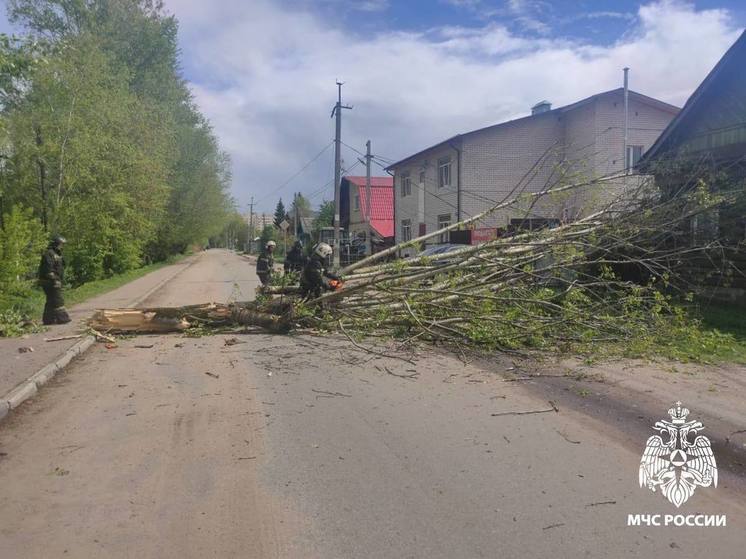 Из-за непогоды в Твери на дорогу рухнуло дерево