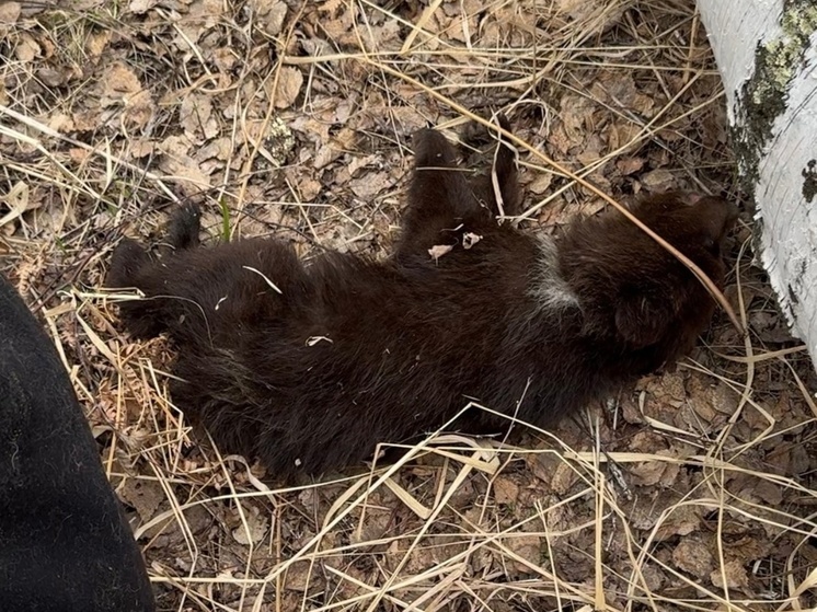 Умирающего медвежонка нашли в Новосибирской области
