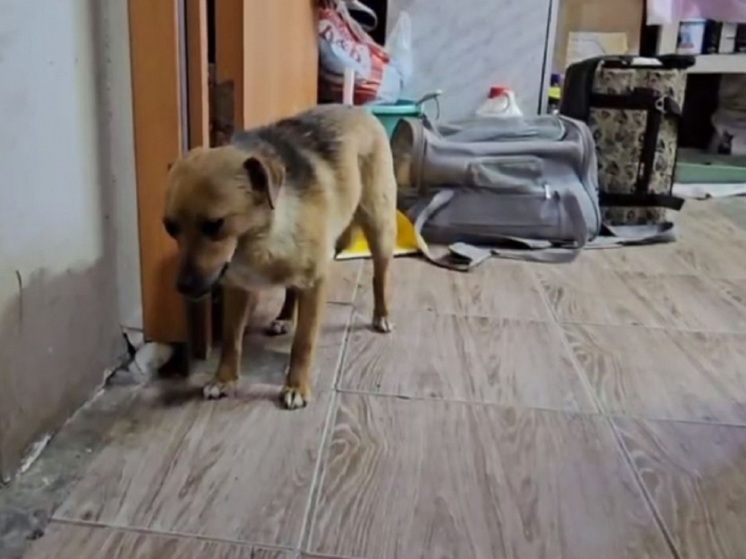 Волгоградские волонтеры спасли из леса выброшенную в мешке собаку