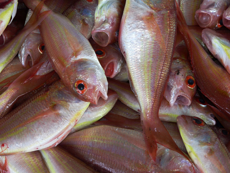  В Черногорске выявлен факт незаконной торговли рыбой