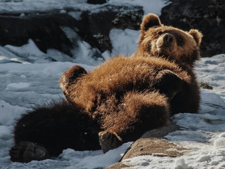 На Сахалине медведица с двумя медвежатами пробрались на продуктовую базу