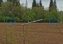 Двух серых хищников заметили жители Большесельского района Ярославля