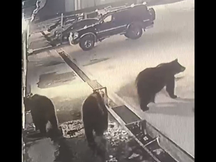 На Итурупе семья медведей пробралась на продуктовую базу