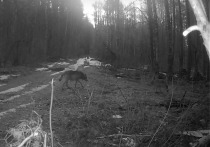 На территории заповедника «Большая Кокшага» живут несколько волчьих семей.
