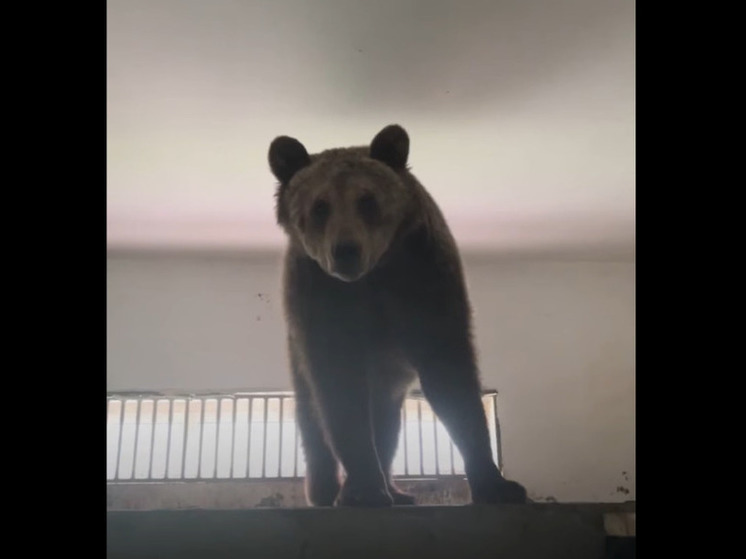 Белгородский зоопарк показал медведицу из Саратова