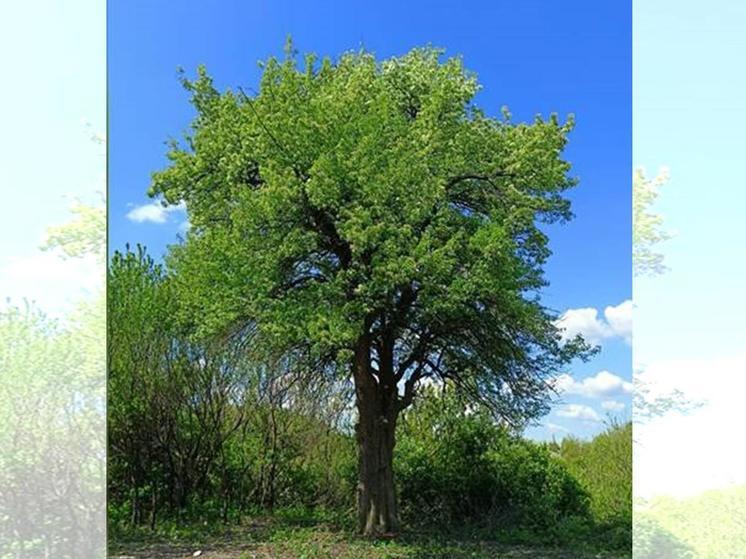Брянская «груша-кормилица» снова борется за звание дерева года