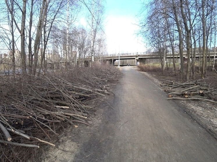 Мэрия Петрозаводска назвала снос деревьев в Лососинском парке «санитарной рубкой»