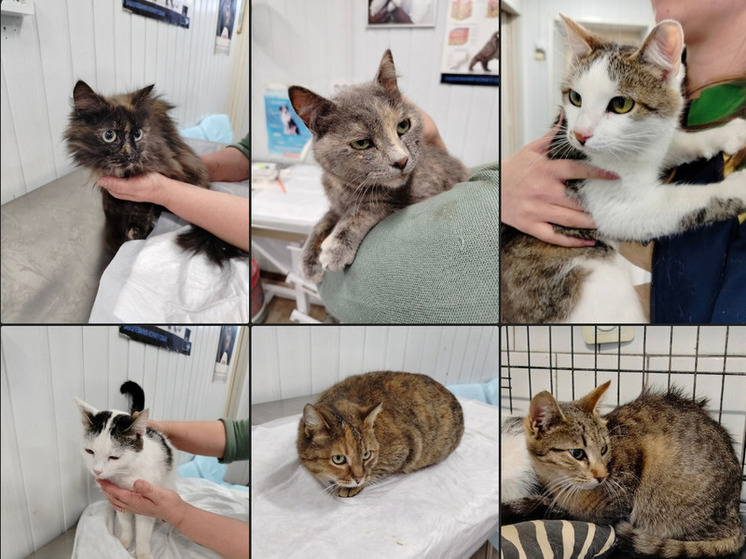 Тульский приют принял 6 кошек из Белгорода