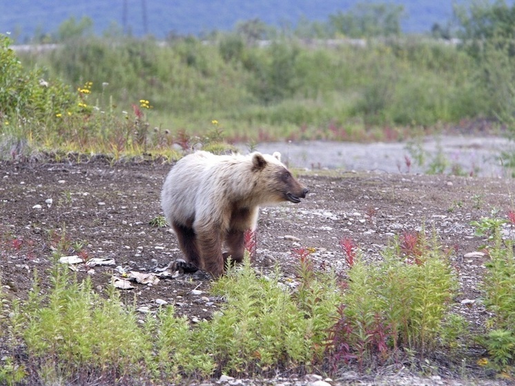 На территории Якутии и Сахалина разбушевались вышедшие из спячки медведи