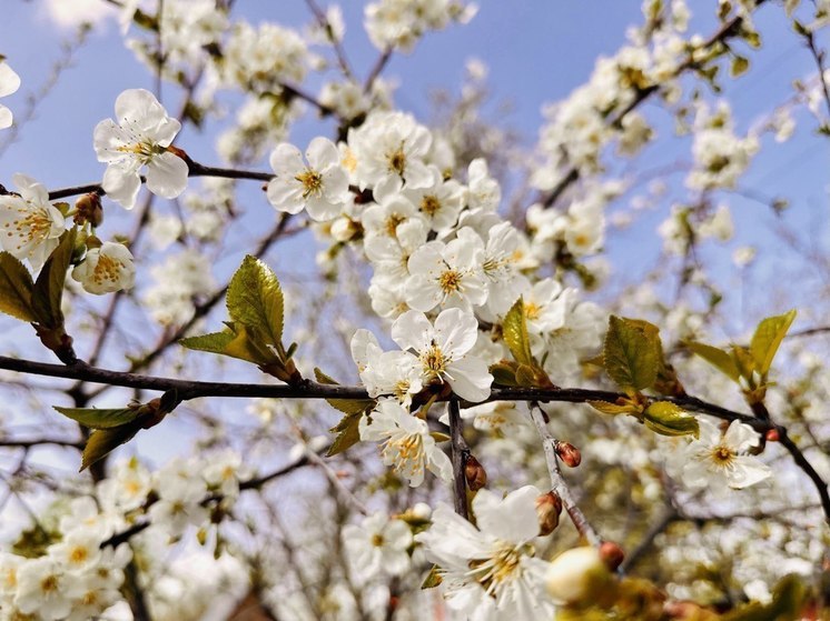 Из-за заморозков и града в Рязанской области погибли плодовые деревья и цветы