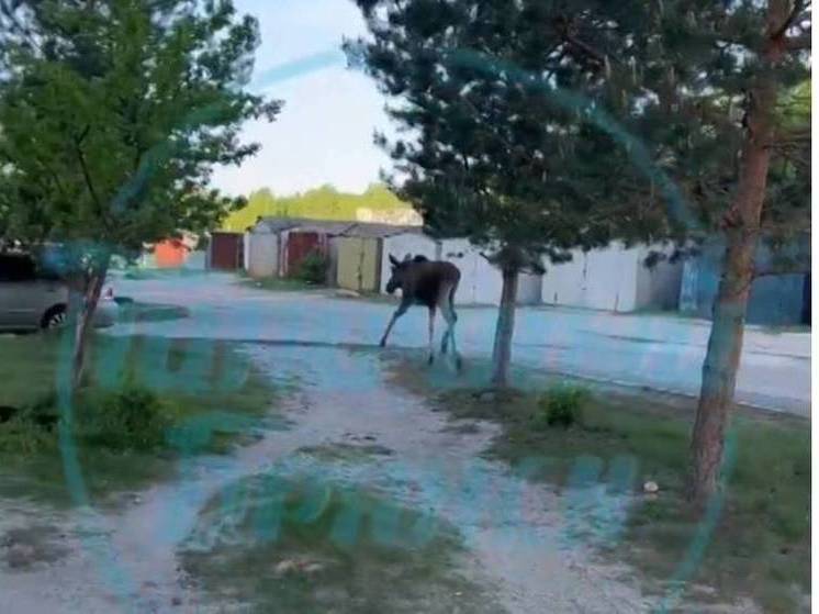 Жители Брянска заметили молодого лося в черте города