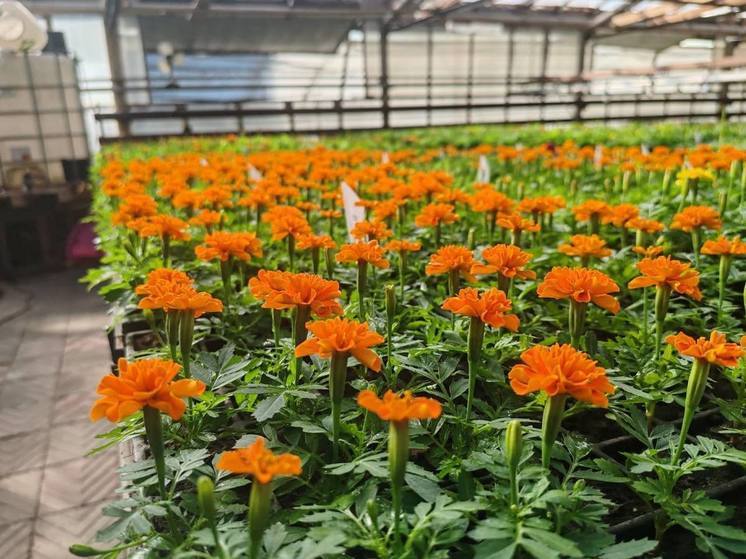 В Омске к 9 мая хотят высадить около 47 тысяч цветов