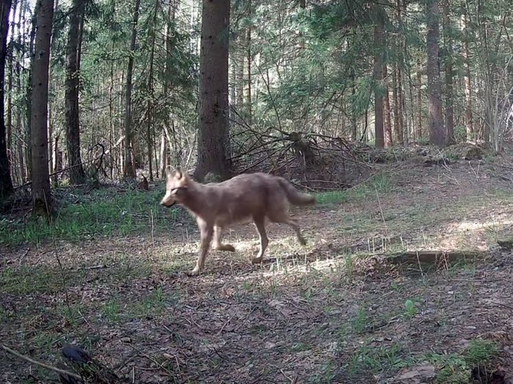 В объектив фотоловушки в «Калужских засеках» попал волк