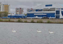 6 мая йошкаролинцы любуются плавающими по реке лебедями.