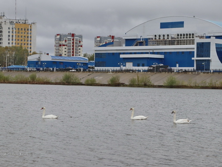 На Кокшаге в Йошкар-Оле красуются лебеди