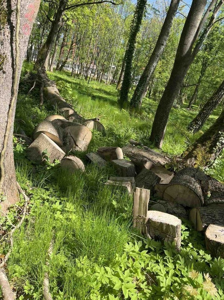 Раздача дров из калининградских парков приостановлена из-за наплыва желающих