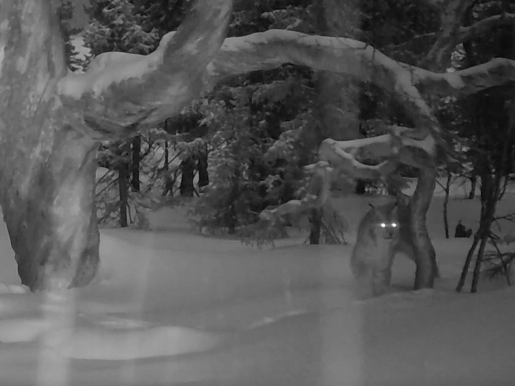 Рысь прогулялась перед фотоловушкой в Лапландском заповеднике
