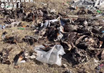 В Чите в районе КСК в конце апреля местные жители обнаружили свалку коровьих голов и мертвых лис